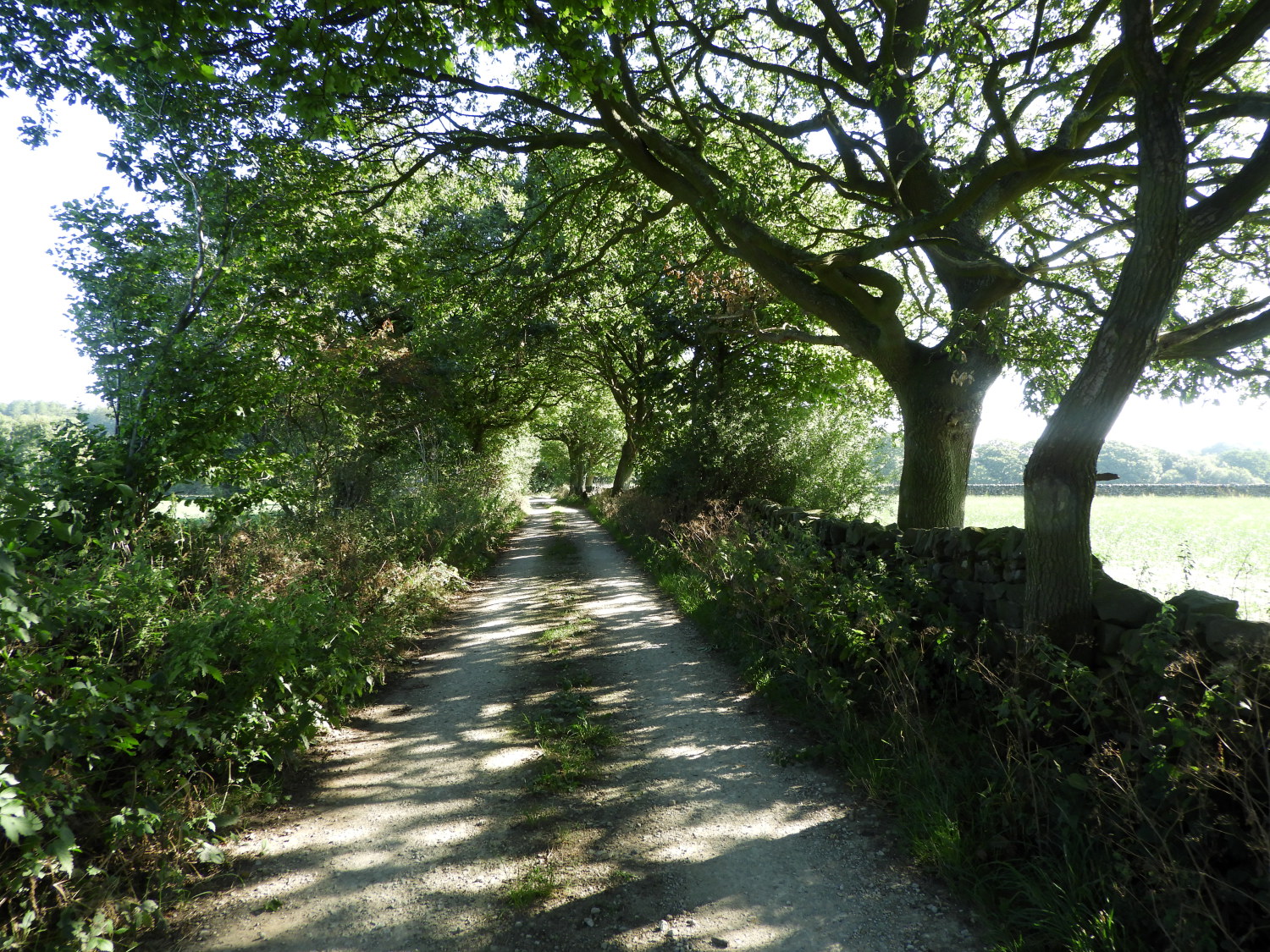 A long straight leafy lane