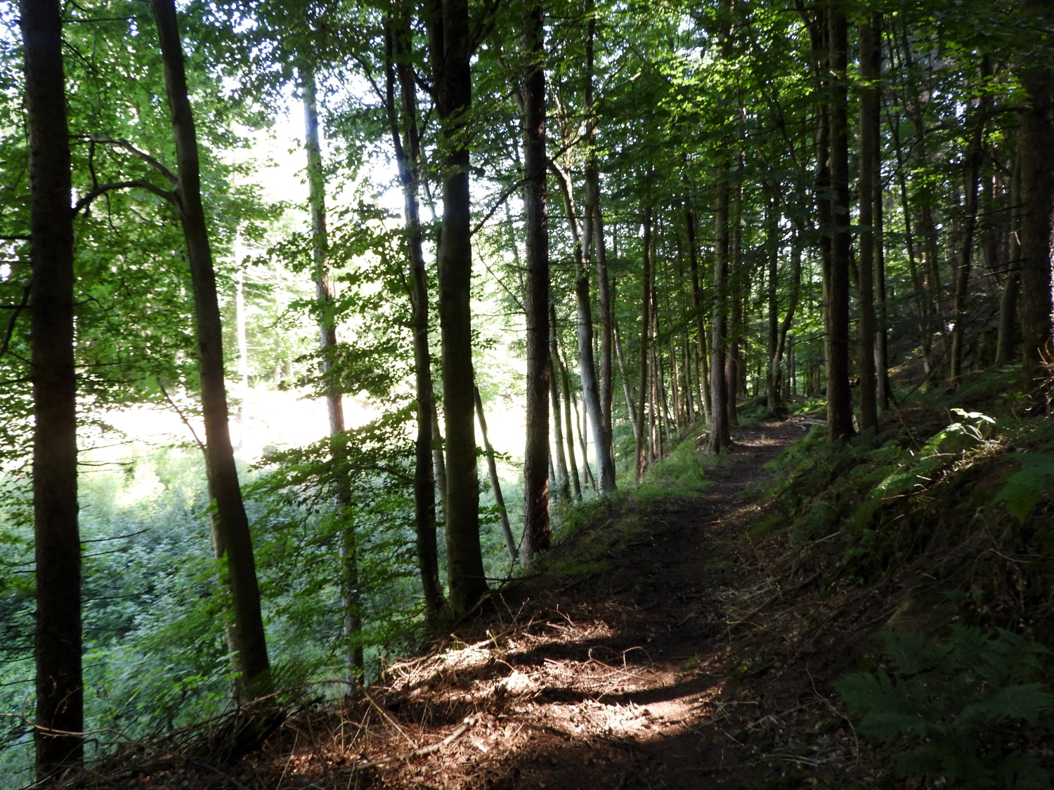 Through the woods at Butterton Bridge