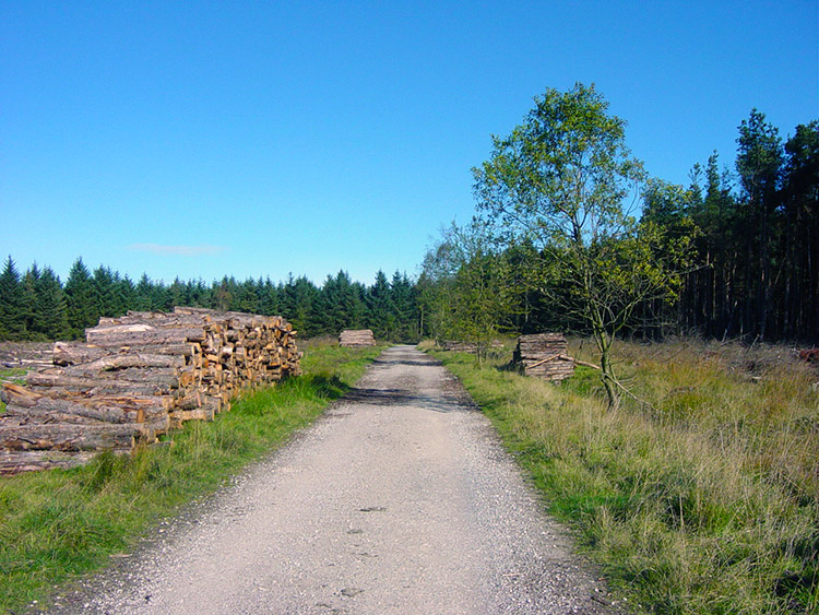 Plantation on Lindley Moor