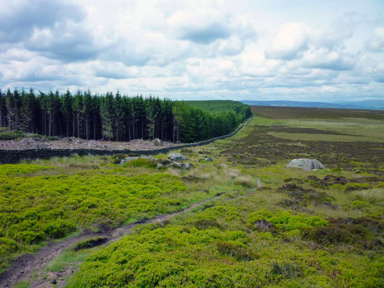 Looking back to the plantation from Rivock