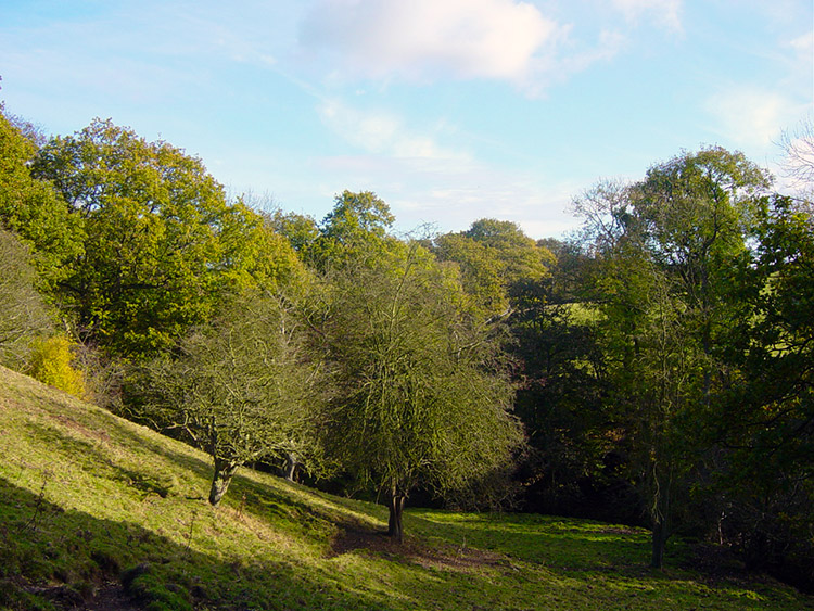 Countryside near Timble Gill Beck