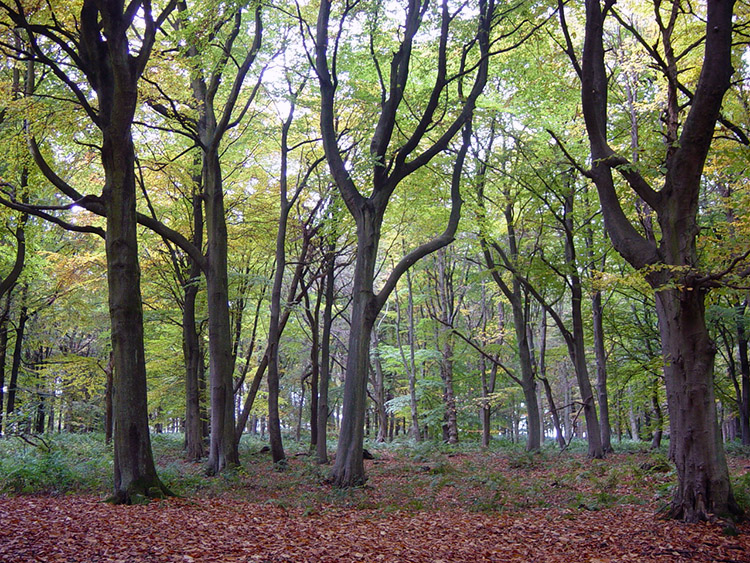 Woodland on Swinsty Moor