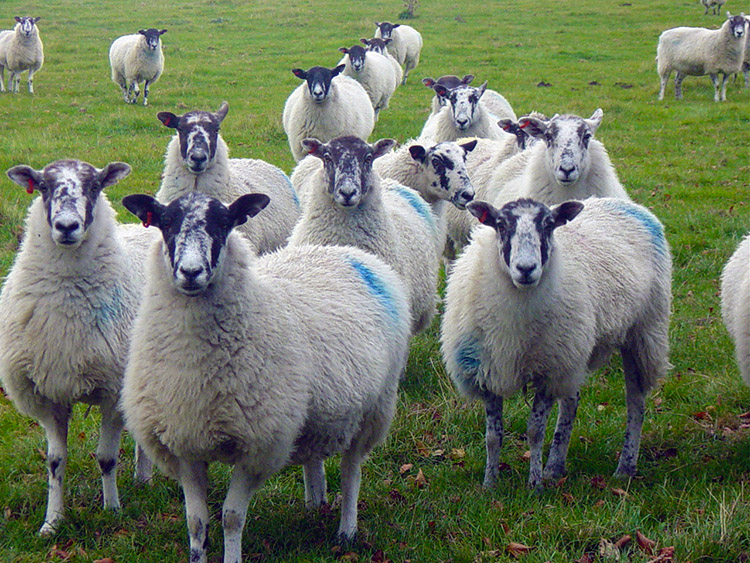 Curious sheep