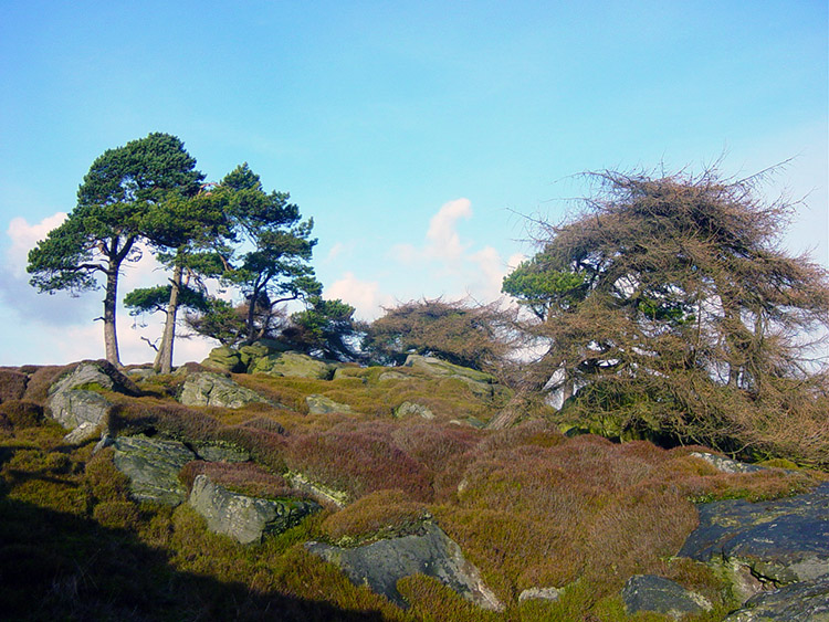 Raven Stones Plantation