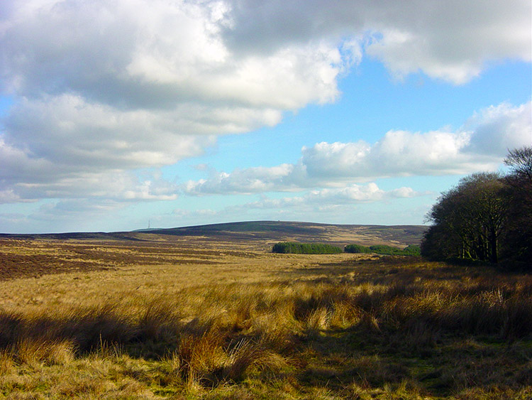 Denton Moor and Cross Bank Plantation