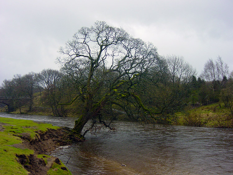 Soon this tree was gone