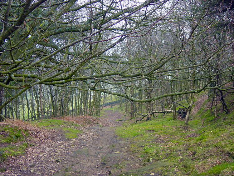 Skrikes Wood