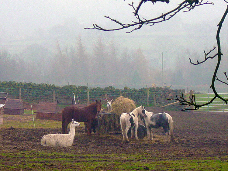 Horses and Llamas