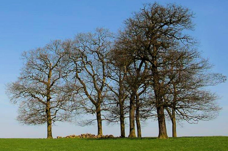 Sheep shelter on the horizon