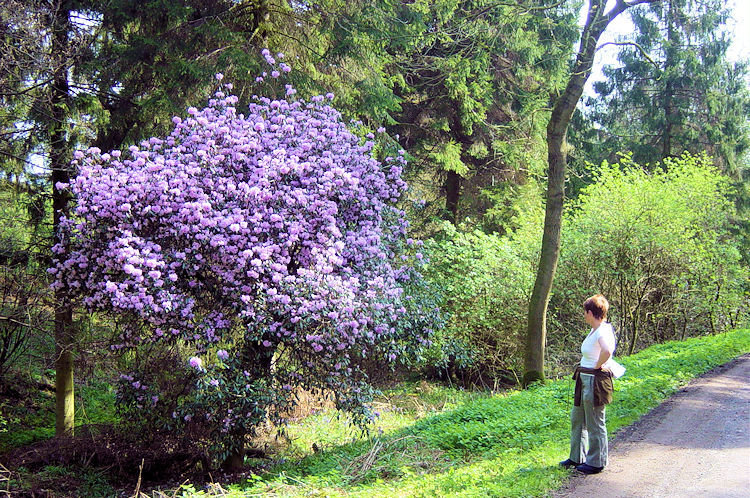 Lil enjoys the Spring Blossom