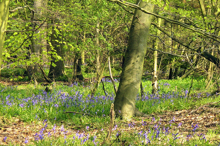 Bluebell Wood