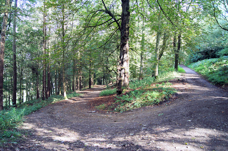 Carr Wood