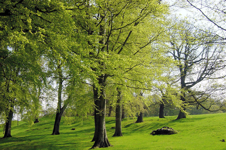 Spring colour in Harewood Park