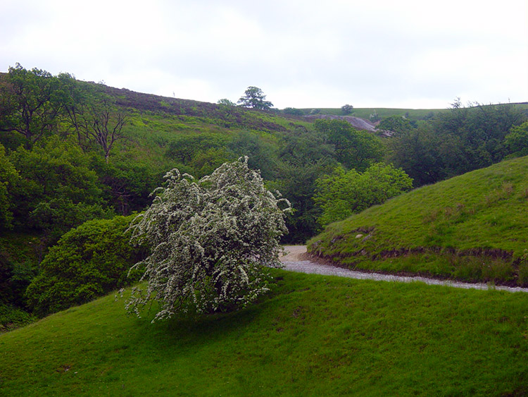 Spring Blossom