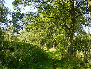 A lovely tree lined avenue to begin the ramble