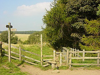 Join the Dales Way Link at the end of the plantation