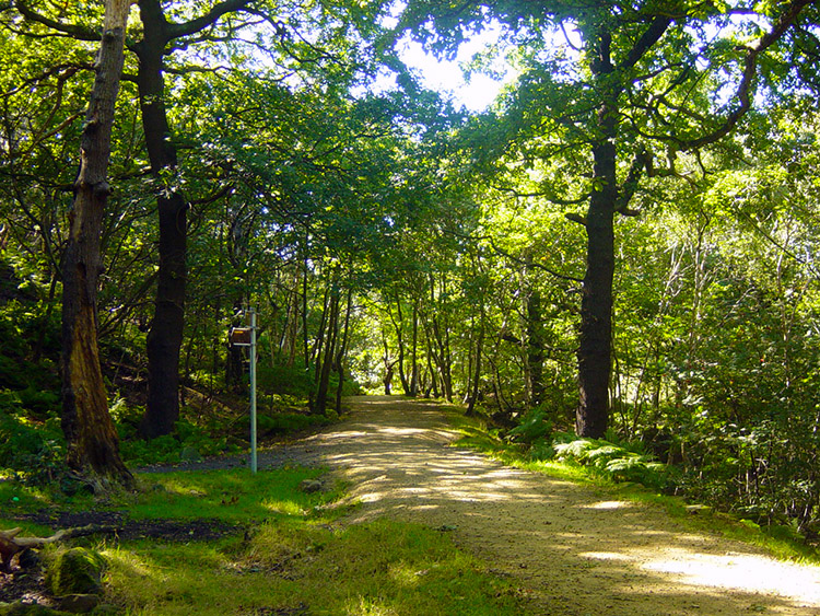 Hawksworth Wood