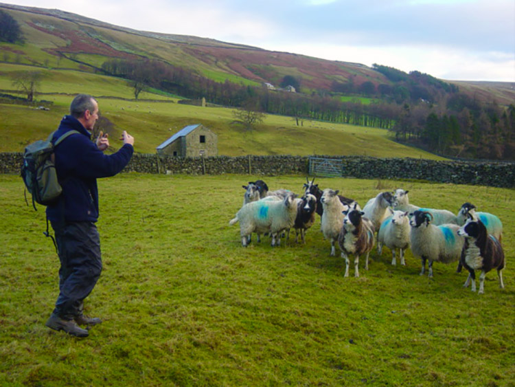 Steve shows off his shepherding skills near Woodale