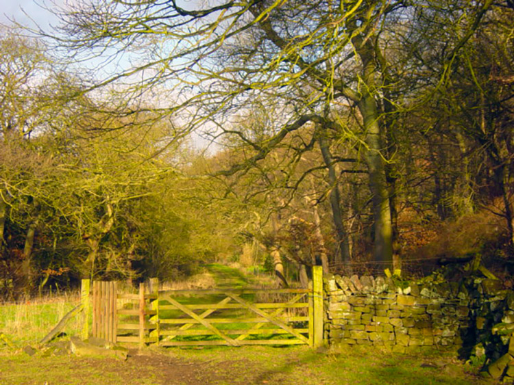 Lovely woodland walking in Lower Washburn