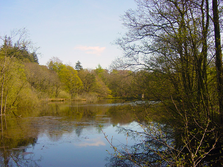 Limekiln Plantation Pond