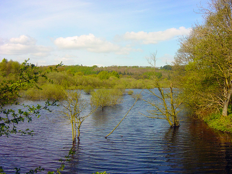 Submerged trees in Fewston's south spur