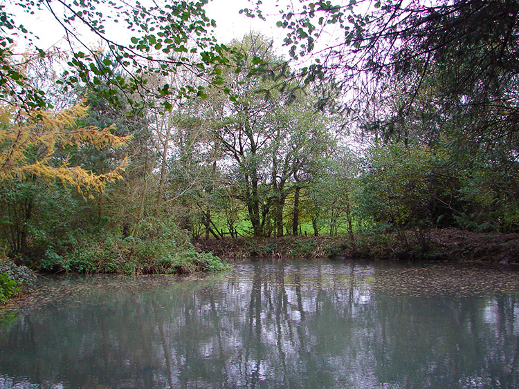 A secluded pond in Lodge Wood