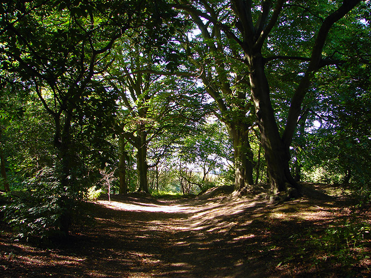 The sun penetrates the tree canopy of Crimple Wood