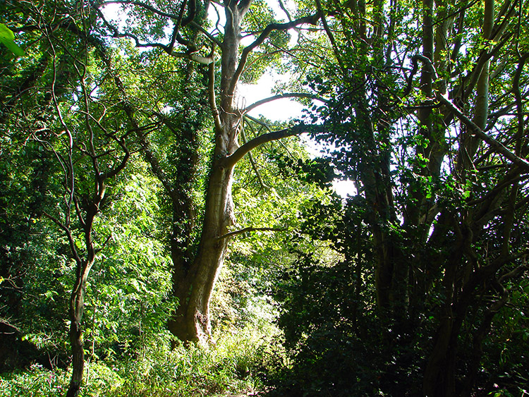 The woodland of Stone Rings Beck