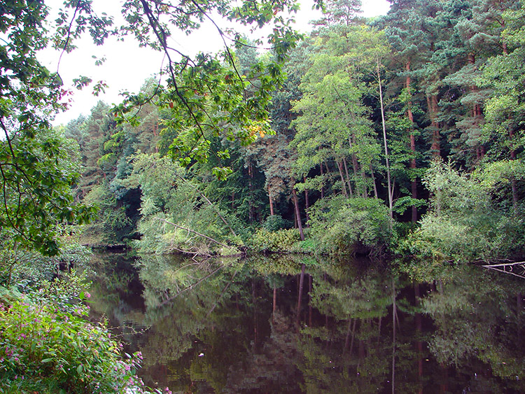 River Nidd Gorge