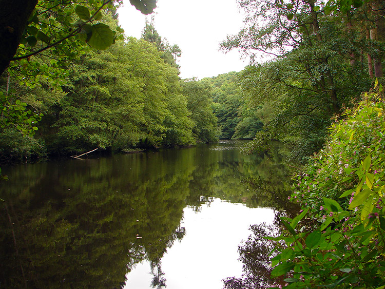 Tranquil River Nidd Gorge