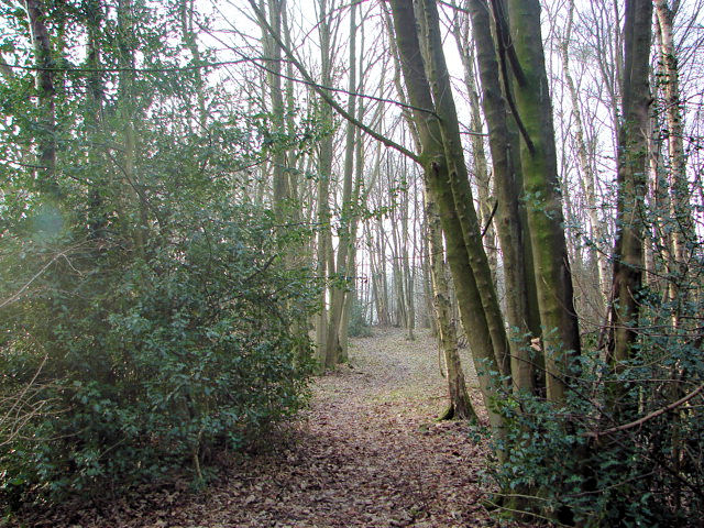 Spring House Wood