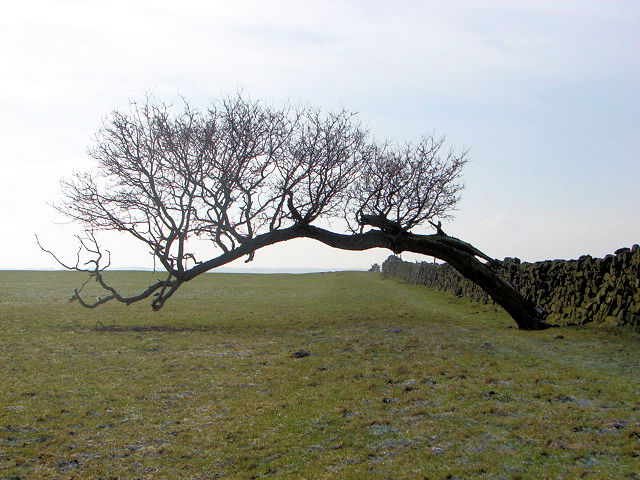 Fallen Tree near Prospect House, Hartwith