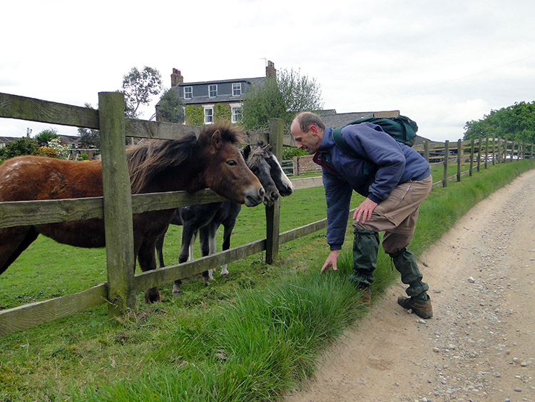Dave meets equine friends at Poplars Farm