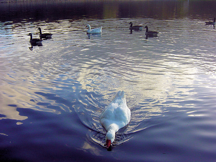 Residents hoping for a snack