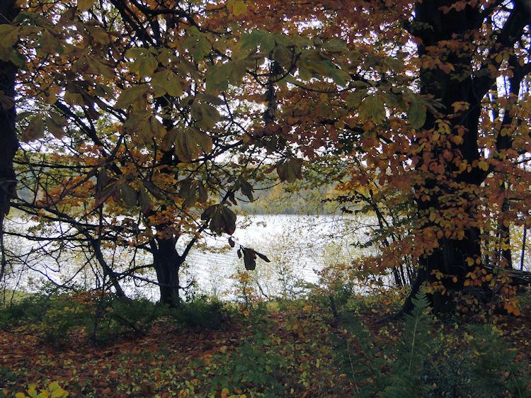 Swinsty Moor Plantation