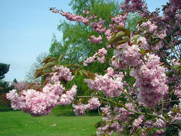 Cherry Blossom in Valley Gardens