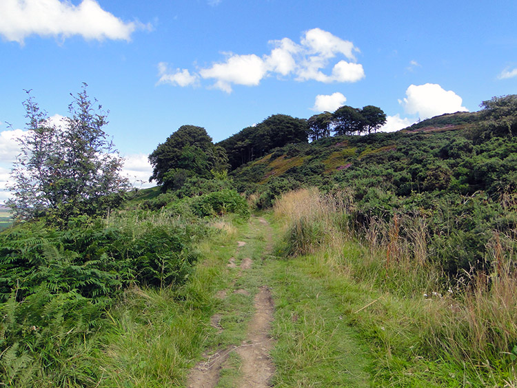 Walking from Jenny Gill east toward Draughton Moor