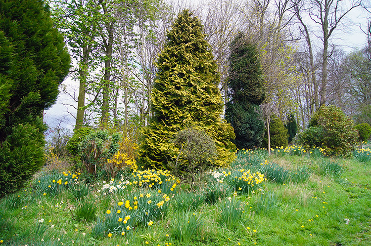 Springtime breaking out in Sicklinghall Wood