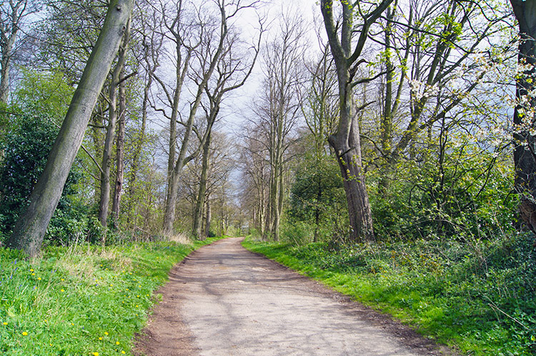 From Sicklinghall Wood toward Stockeld Park