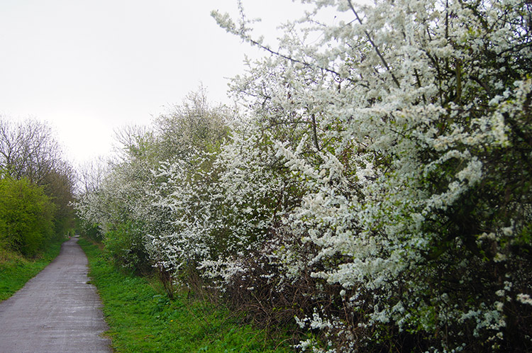 Hawthorn Blossom