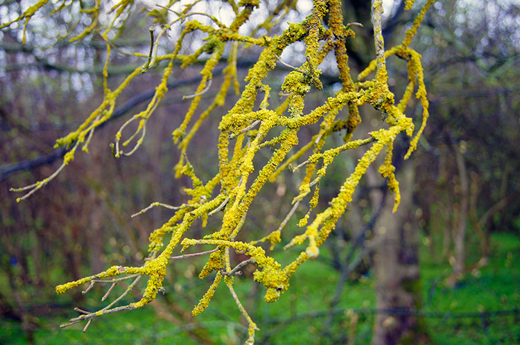 Moss covered branch in Lime Kiln Wood