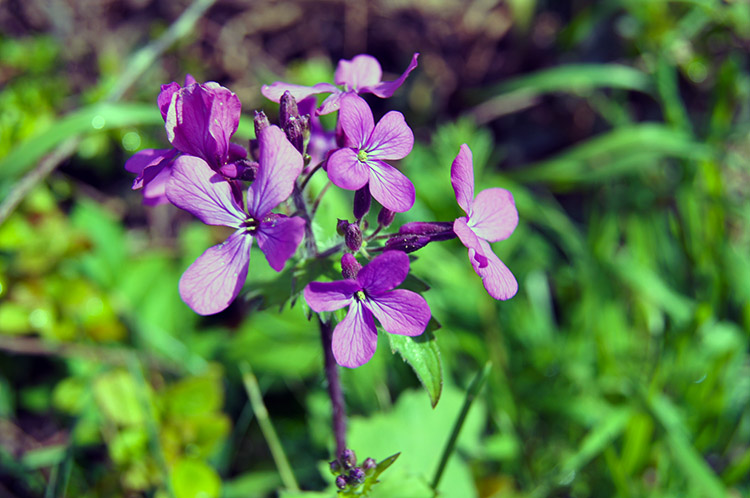 Dames Violet