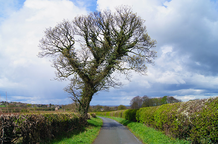 Walking along Longlands Lane to Sicklinghall