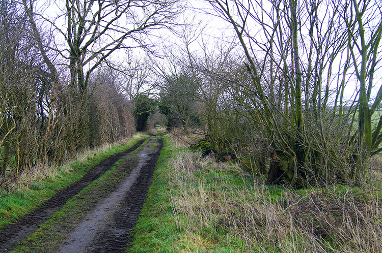 The path at Rigton Moor
