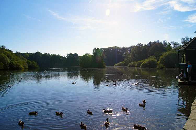 Golden Acre Lake