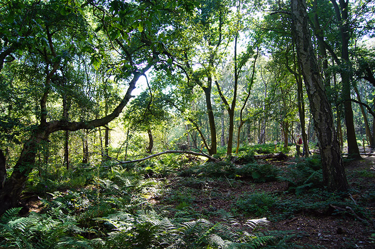 Adel Dam Nature Reserve