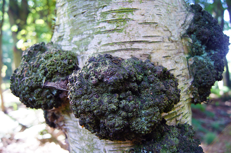 Tree Burrs