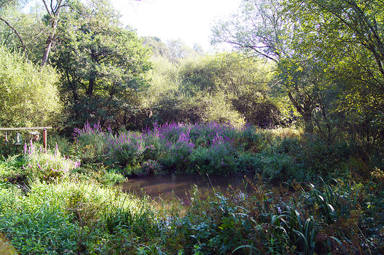 Lovely setting in Adel Dam Nature Reserve