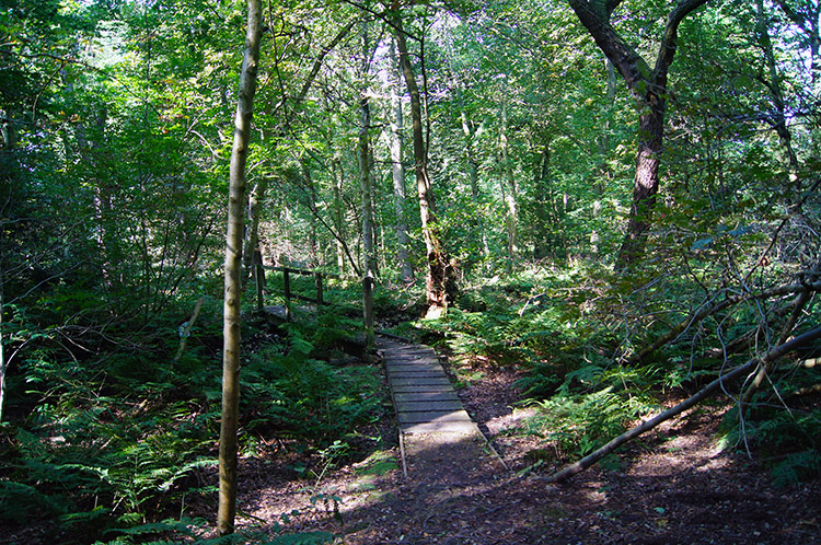 Following the woodland path