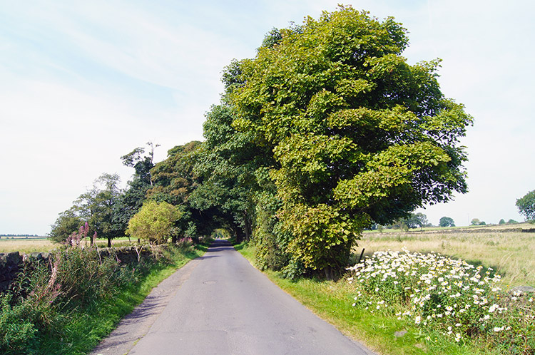 Black Hill Lane